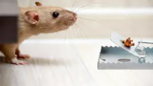 Un topo vicino a una trappola per roditori su un pavimento chiaro