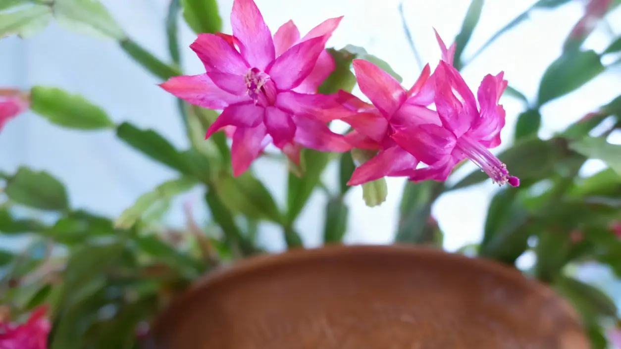 Primo piano di fiori rosa su un cactus di Natale in vaso
