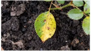 Foglia di rosa ingiallita con macchie scure sul terreno