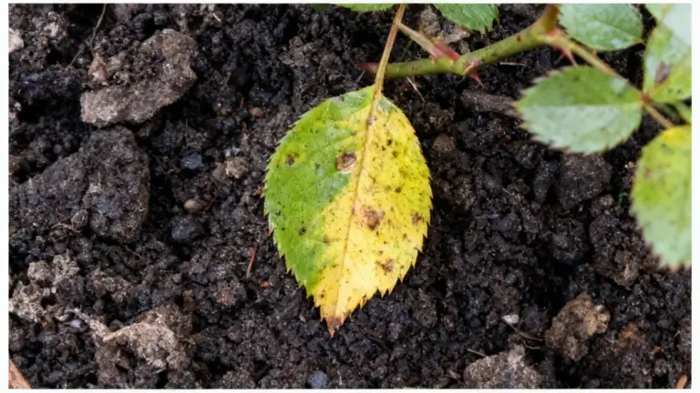 Foglia di rosa ingiallita con macchie scure sul terreno