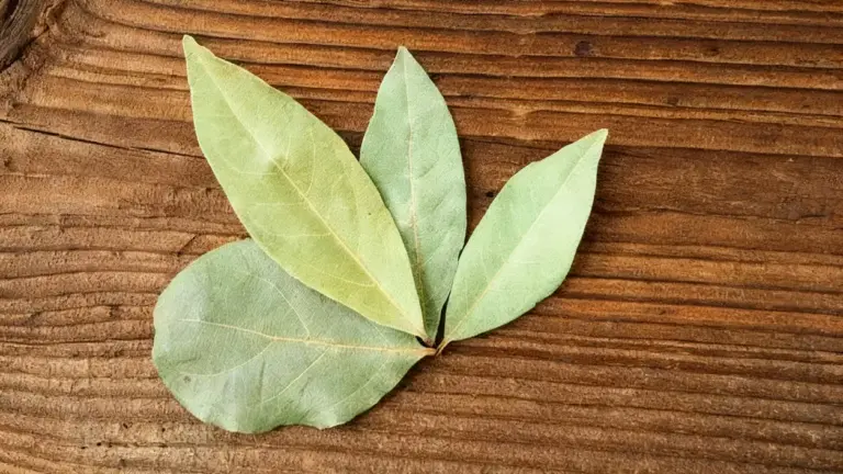 Foglie di alloro su una superficie di legno