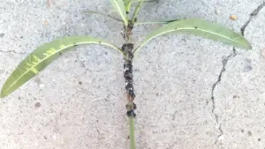 Ramo di oleandro infestato da insetti scuri su sfondo in cemento