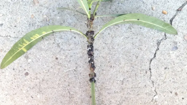 Ramo di oleandro infestato da insetti scuri su sfondo in cemento