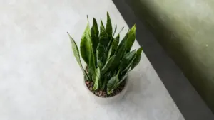 Pianta di lingua di suocera in vaso su una superficie chiara