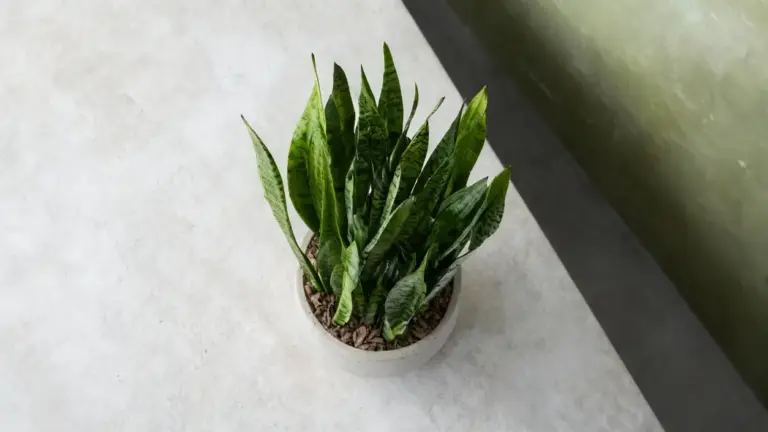 Pianta di lingua di suocera in vaso su una superficie chiara