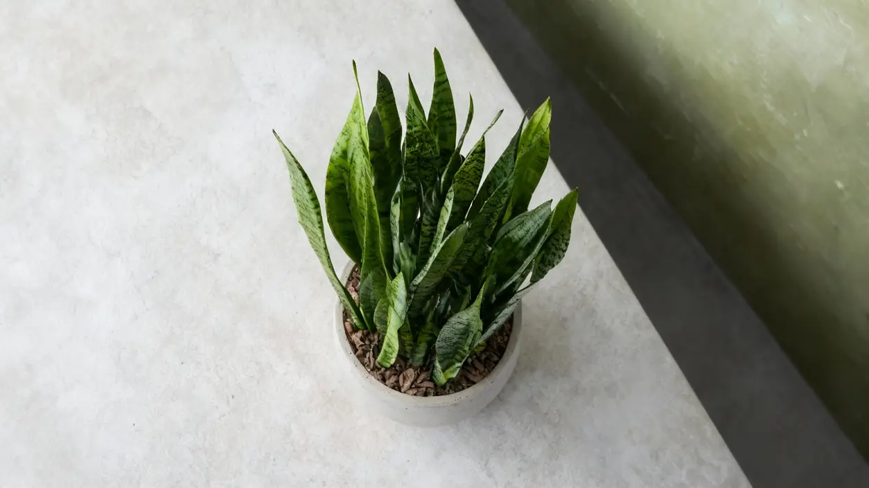 Pianta di lingua di suocera in vaso su una superficie chiara