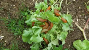Lumache rosse su foglie di lattuga in un orto infestato