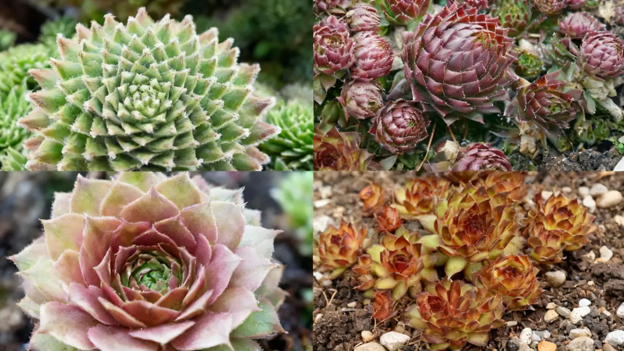 Varietà di piante grasse sempervivum in diverse colorazioni e forme