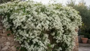 Pianta rampicante con fiori bianchi che cresce su un muro di pietra in un giardino