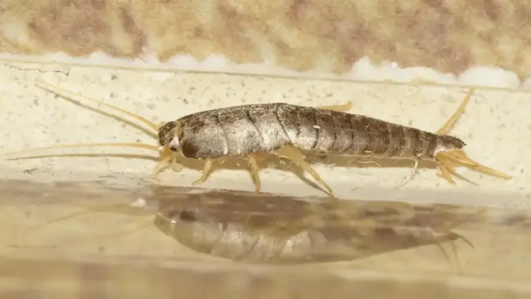 Un pesciolino d'argento su una superficie interna di una casa