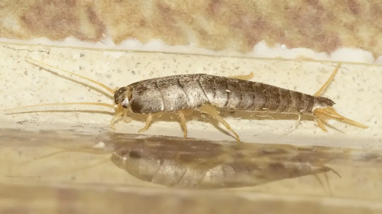 Un pesciolino d'argento su una superficie interna di una casa