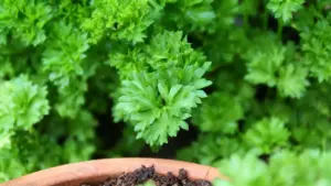 Pianta di prezzemolo verde rigogliosa in un vaso, vista da vicino