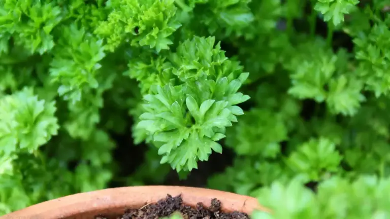 Pianta di prezzemolo verde rigogliosa in un vaso, vista da vicino