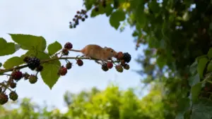 Un topo su un ramo di rovo mentre mangia una mora in un orto
