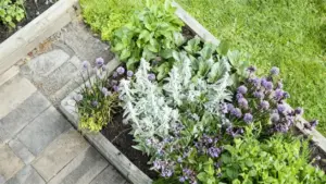 Erbe aromatiche in un'aiuola rialzata nel giardino, viste dall'alto