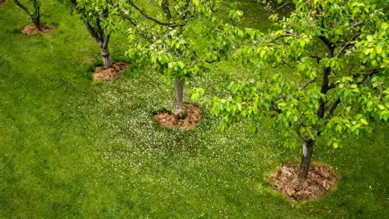 Alberi da frutto piantati in fila su un prato verde in primavera